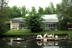 Pelikane im Tierpark